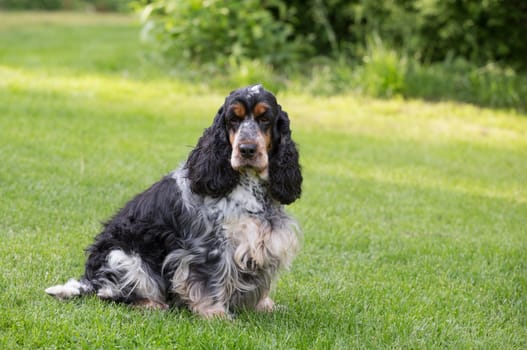 outdoor portrait of sitting english cocker spaniel, european champion, breeding station