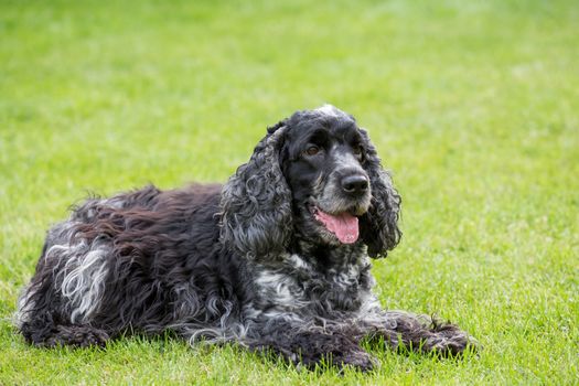 outdoor portrait of lying english cocker spaniel, european champion, breeding station