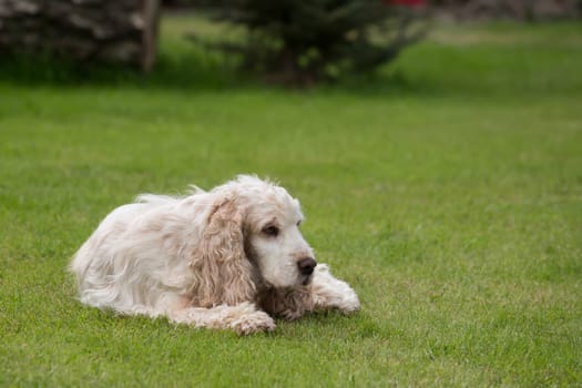 outdoor portrait of lying english cocker spaniel, european champion, breeding station