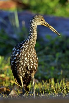 The limpkin (Aramus guarauna), Portrait in sunrise . Cuba