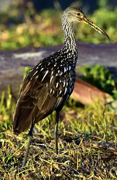 The limpkin (Aramus guarauna), Portrait in sunrise . Cuba