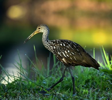 The limpkin (Aramus guarauna), Portrait in sunrise . Cuba