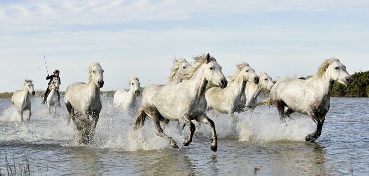 Riders and White horses of Camargue running through water. France Black and white photo