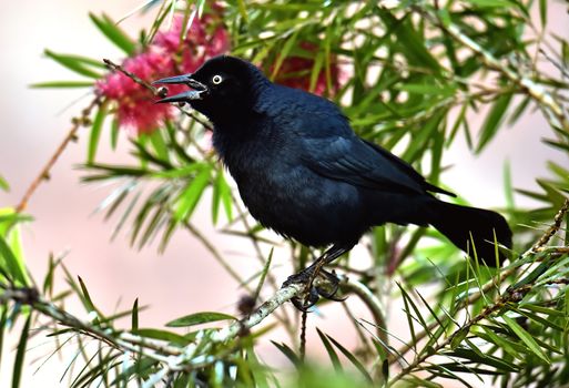 The Greater Antillean grackle (Quiscalus niger) perched on branch at La Boca, Republic of Cuba in March