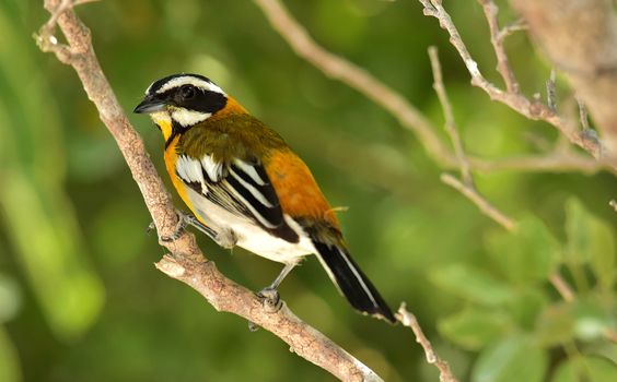 Western Spindalis, Spindalis zena, perched on branch. Stripe-headed Tanager. Cuba