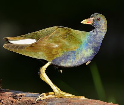 Purple Swamphen (Porphyrio Porphyrio). American Purple Gallinule Porphyrio martinica adult at water's edge at La Boca, Zapata, Republic of Cuba in April