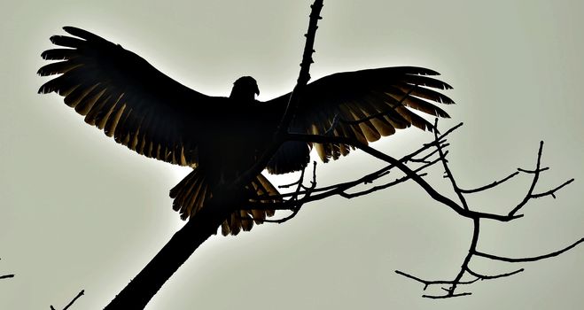 Silhouettes of the Turkey Vulture (Cathartes aura) perched on a tree, against the sky