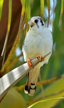 American Kestrel (Falco sparverius sparveroides) (Light Morph) on the palm.  Camaguey, Republic of Cuba