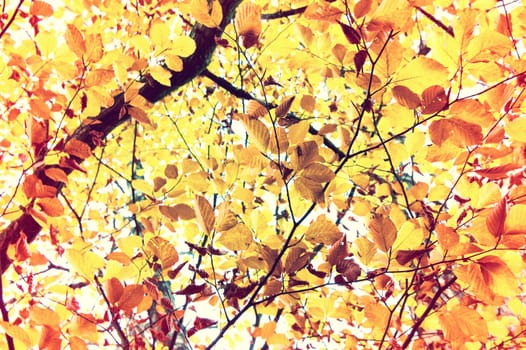 Autumn scenery. Beautiful gold fall in the tree. Sunburst vintage instagram picture. 
