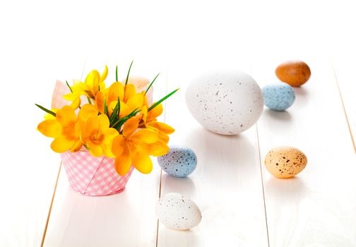 crocus flowers on white wooden background, spring decoration with easter eggs