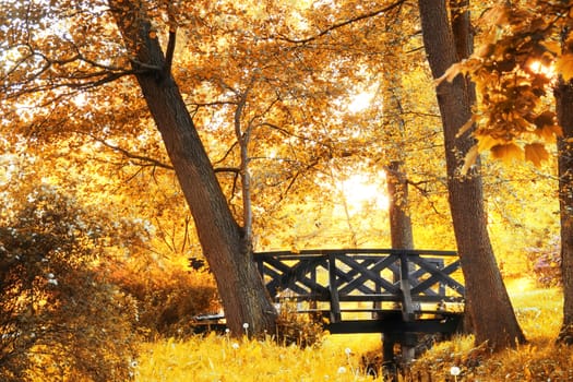 Autumn scenery. Beautiful gold fall in park.