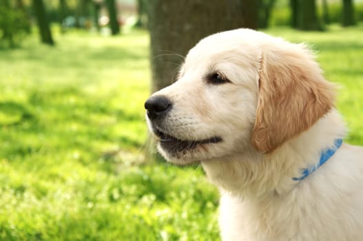 Pet. Cute golden retriever puppy barks.