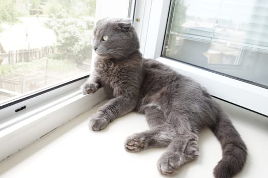 Cat on a white screen