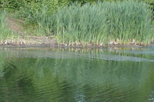 Summer landscape, green reeds in the water near the shore of the pond