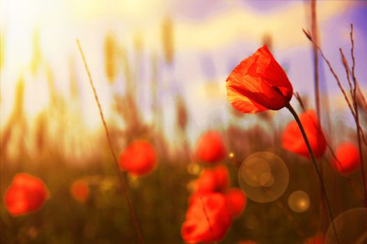 Red flowers on green field  bathed in the light of the red evening sun. Beauty in nature.