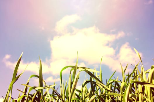 Nature. Grass against sunshine sky at summer.