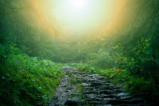 Nature. Path in dark green old forest.