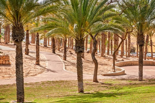 Garden with palm trees and walkway in a beautiful park 