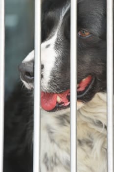 Spaniel dog behind bars