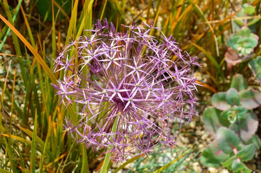 purple allium ornamental onion