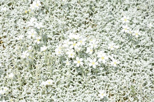 Bed of small white flowers