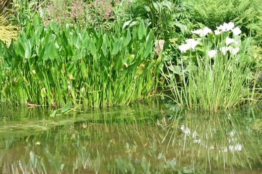 Leafy corner of pond