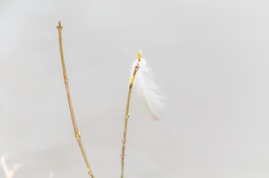 Bird feather on blade of grass blowing in the wind.