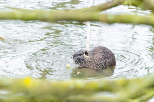 The Nutria (Myocastor coypus) also Coypu, water rat, coypu, nutria, beaver tail or tail of rat called.