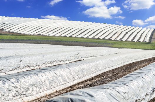 Long asparagus beds covered with withe plastic film in the spring season.