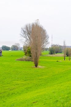 Meadow landscape, river landscape in the old town Zons am Rhein.