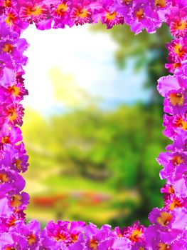 Frame of Beautiful Pink Orchids on Soft and blurred background.