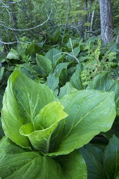 Closeup wide angle of lush green Symplocarpus foetidus skunk cabbage growing on swampy forest floor near northeast coast of Maine