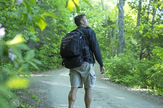 Male Caucasian hiker with big backpack and muscular calves walks on dirt road while looking up into trees of beautiful green northeast forest of Maine