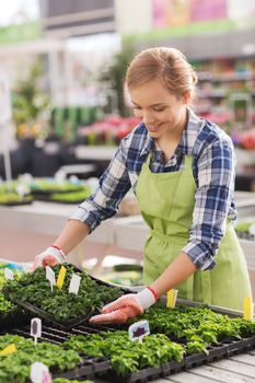 people, gardening and profession concept - happy woman or gardener taking care of seedling in greenhouse