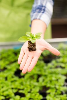 people, gardening, planting and profession concept - close up of woman hand holding seedling sprout at greenhouse