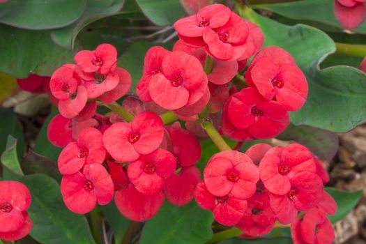 Macro closeup of beautiful cluster of red flowers blooming on Euphorbia milii crown of thorns succulent