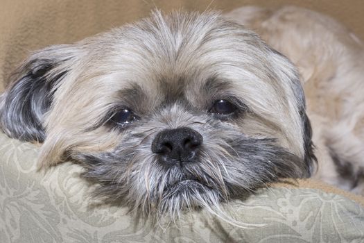 Closeup of mature Lhasa Apso dog with sad sleepy look in eyes and messy beard