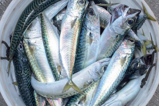 Closeup high angle shot of interior of bucket filled with small colorful fresh caught Pacific mackerel fish