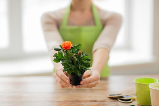 people, gardening, flowers and profession concept - close up of woman hands holding roses bush in flower pot at home