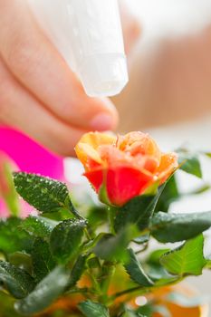 people, gardening, flower planting and profession concept - close up of woman or gardener hand spraying rose with sprayer