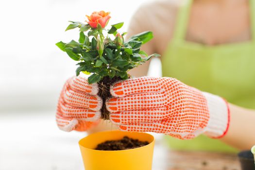 people, gardening, flower planting and profession concept - close up of woman or gardener hands planting roses to flower pot at home