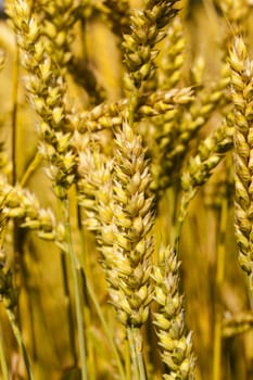  the mature ears of cereals photographed by a close up