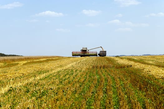   an agricultural field on which carry out wheat cleaning