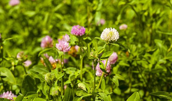   a photograph which shows a flowering clover. Close-up.