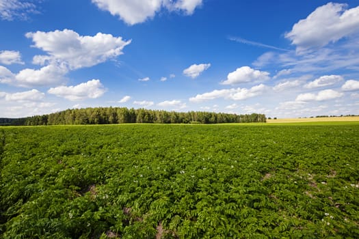   an agricultural field on which grow up potatoes. summertime of year