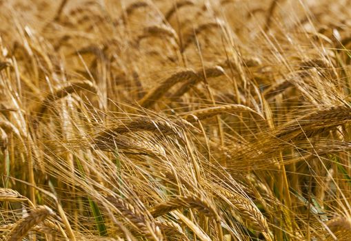   an agricultural field on which grow up cereals