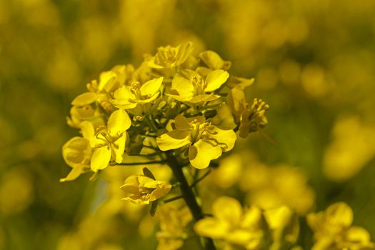   the blossoming colza photographed by a close up