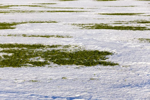   the first sprouts of winter wheat which appeared when thawing snow