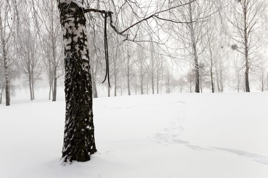  the trees photographed in a winter season.