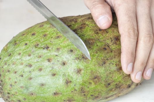 Closeup of human hand holding soursop fruit and knife placed on fruit to cut it